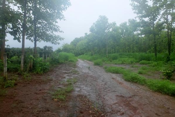 Teak Plantation Land For Sale 101 Rai 91 Sqw in Mae Taeng Chiang Mai-I-2335