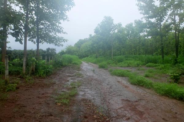 Teak Plantation Land For Sale 101 Rai 91 Sqw in Mae Taeng Chiang Mai-I-2335