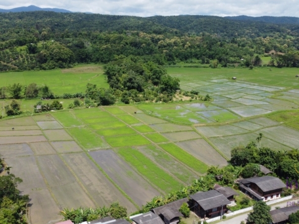 Chiang Mai-I-4065