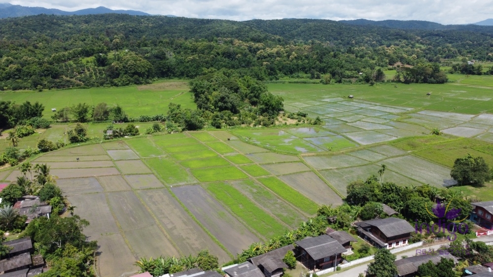 Chiang Mai-I-4065