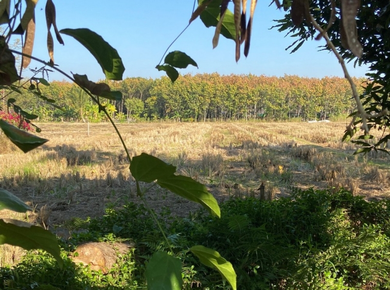 Nature in the city! Rice field land for sale near Mae Jo University