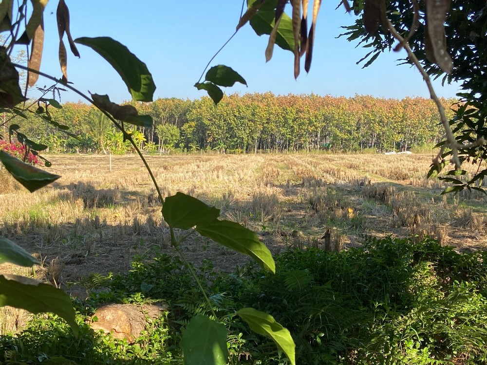 Nature in the city! Rice field land for sale near Mae Jo University