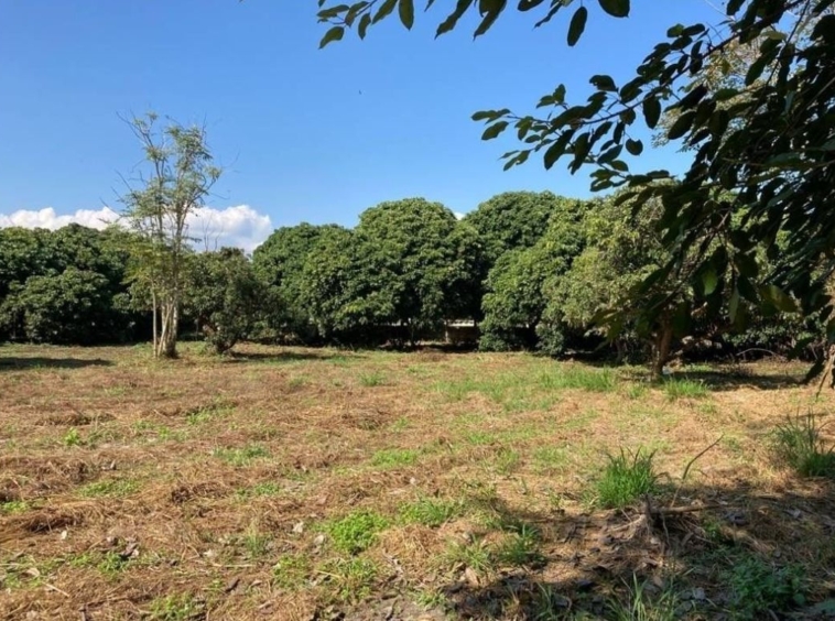 7 Rai Beautiful Land For Sale In Nam Phrae-SM-sta-jh-03