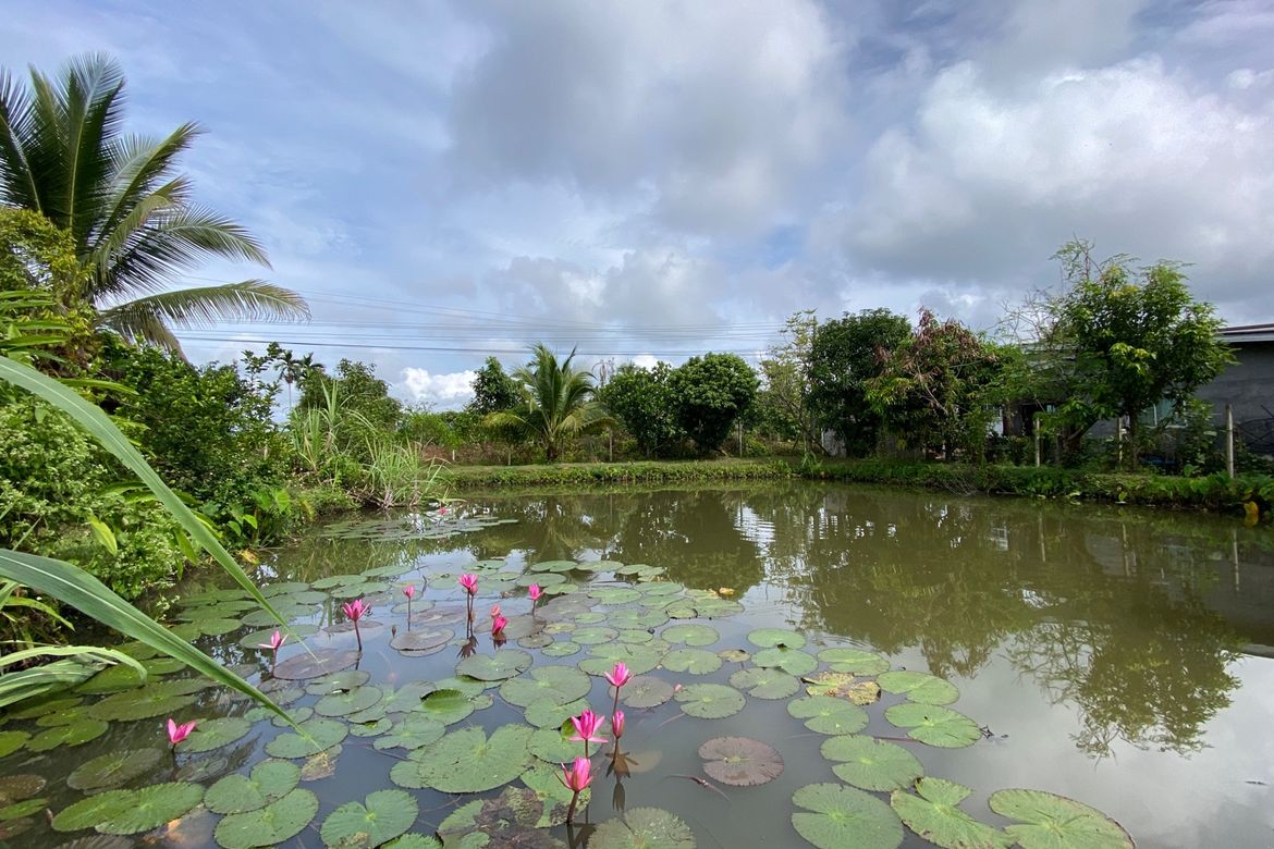 A pool villa 4 bed for sale in Mae Tang