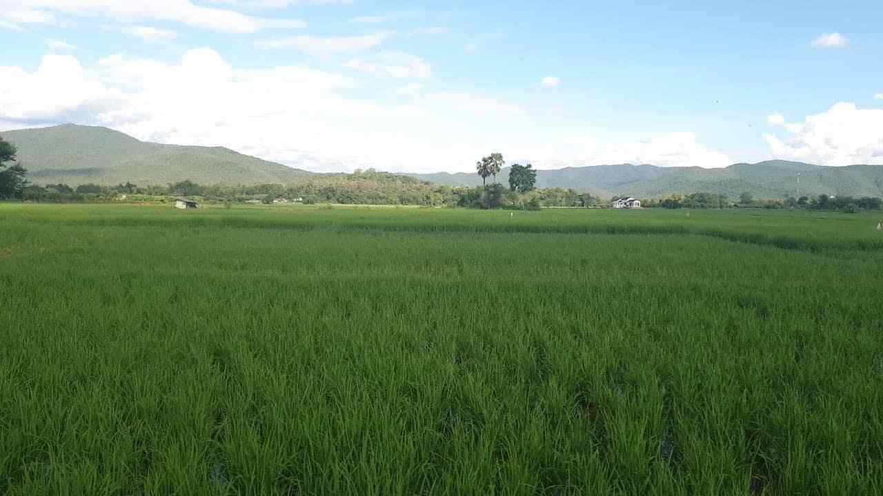 Land for Sale Chiang Mai - 16 Rai