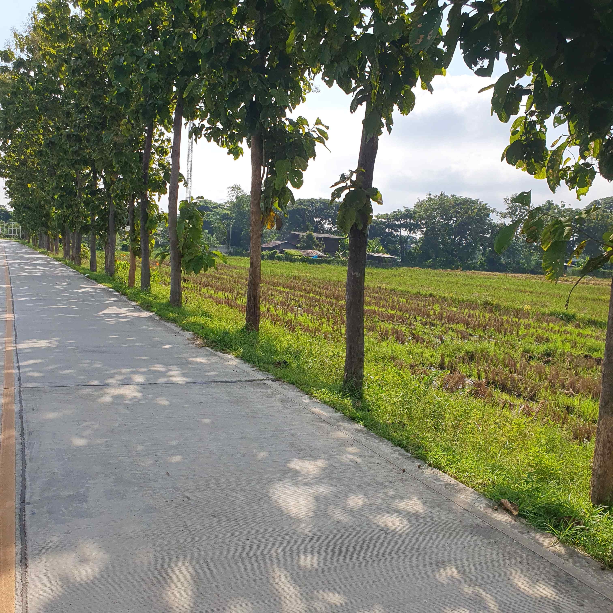 10 Rai Land for Sale in Chiang Mai | Excellent Investment Opportunity-CMP-236