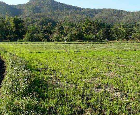 Land for Sale in Chiang Mai - 5 Rai Plot Near Mae Klang Water 10M THB-CMP-273