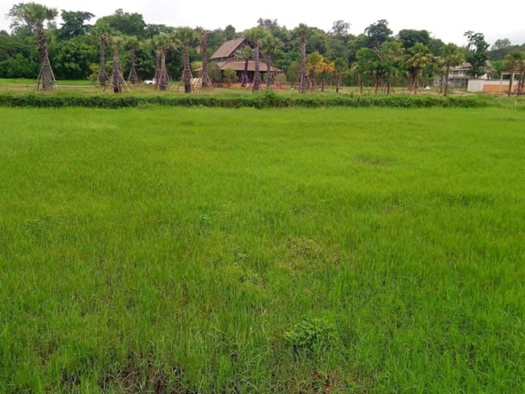 Tranquil Mae Rim Land for sale Chiang Mai | 2 Rai