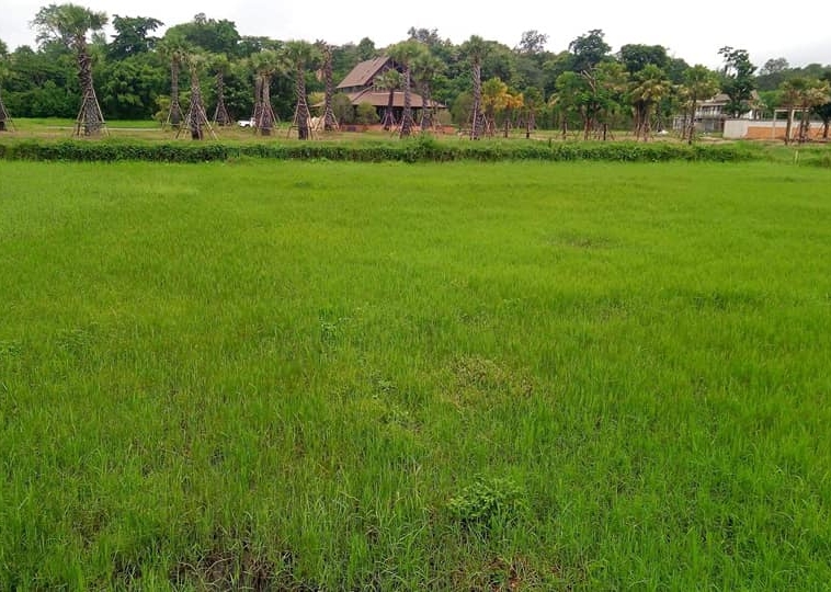 Tranquil Mae Rim Land for sale Chiang Mai | 2 Rai