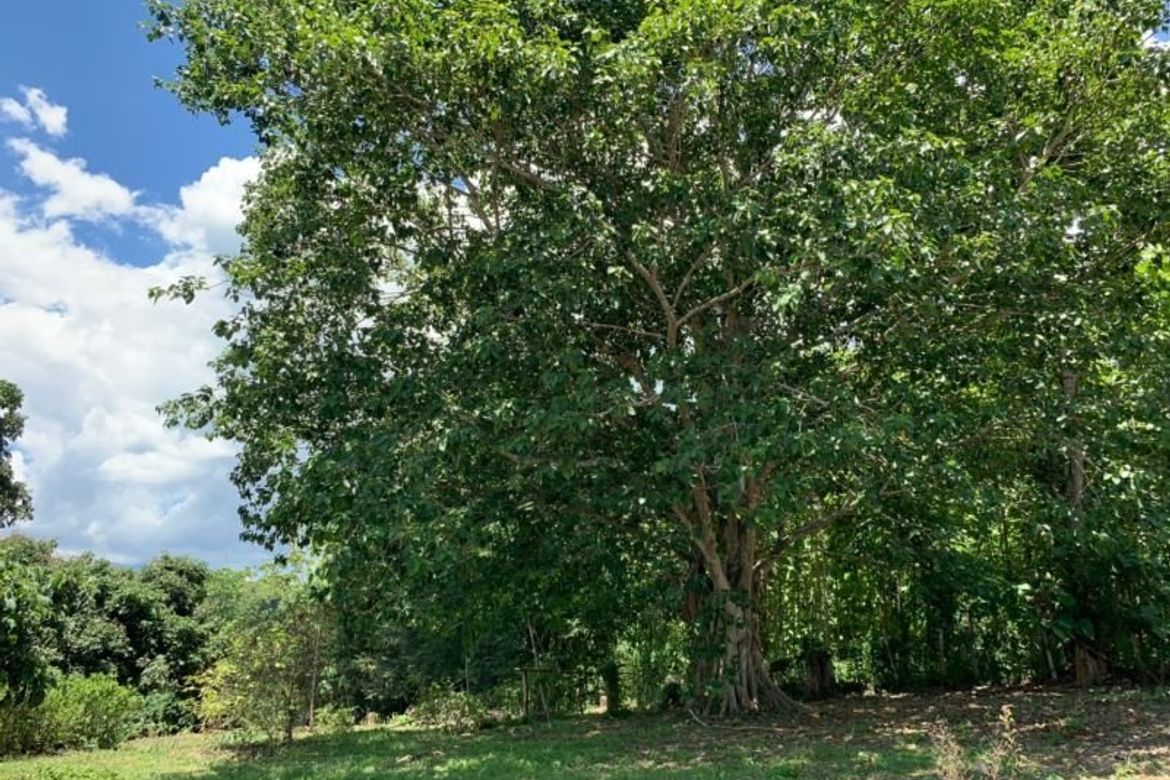 A beautiful plot of land for sale in Mae Rim