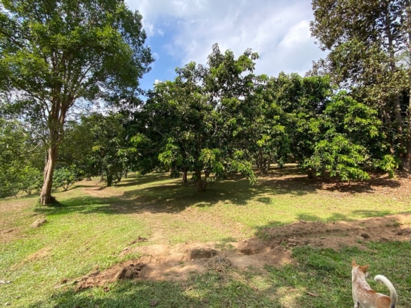 Large plot of land for sale in Mae Tang