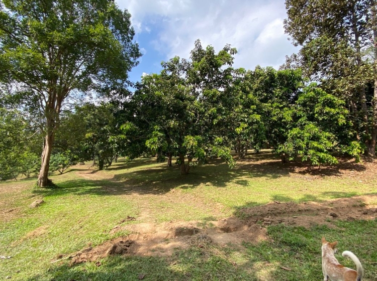 Large plot of land for sale in Mae Tang