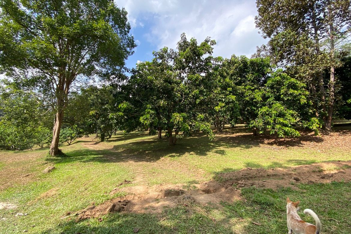 Large plot of land for sale in Mae Tang