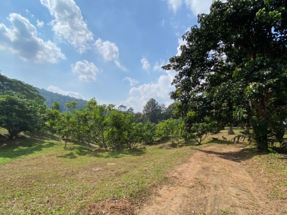 Large plot of land for sale in Mae Tang