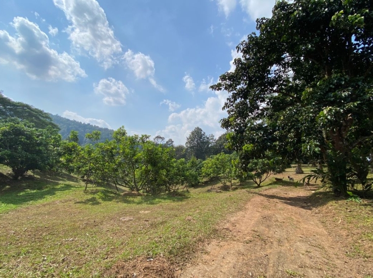 Large plot of land for sale in Mae Tang