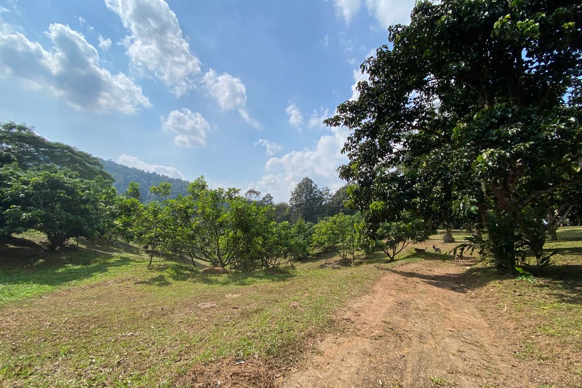 Large plot of land for sale in Mae Tang