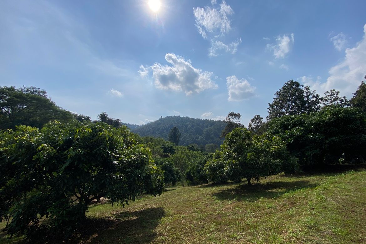 Large plot of land for sale in Mae Tang