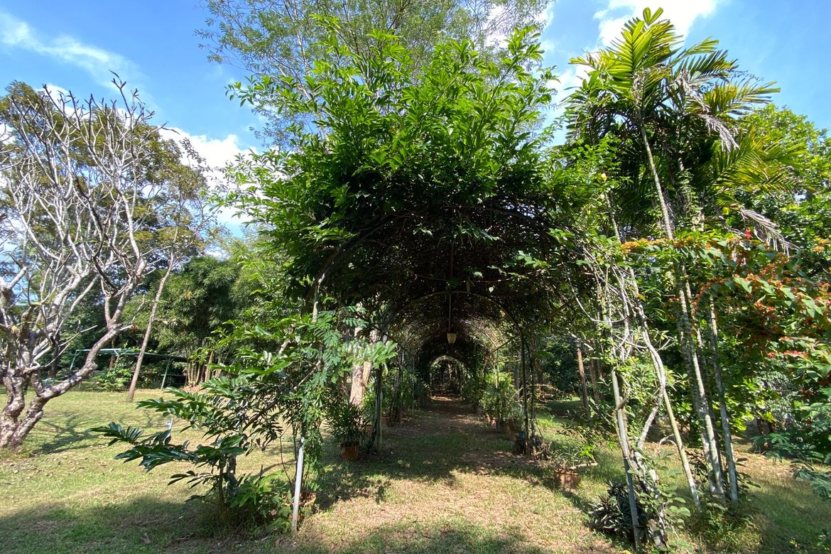 Large plot of land for sale in Mae Tang