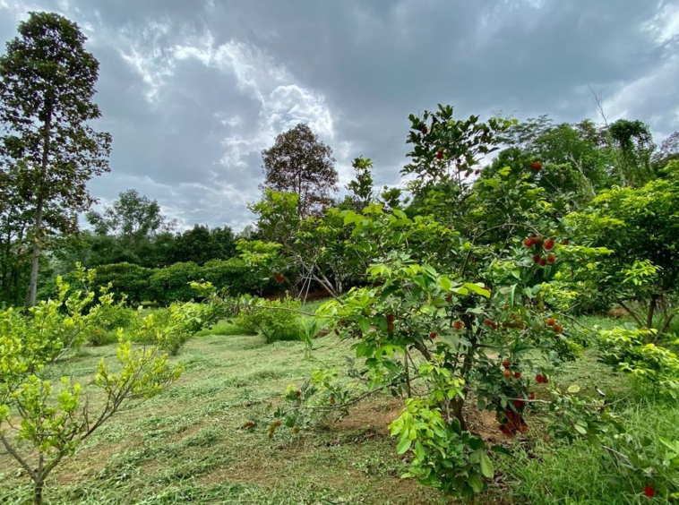 Large plot of land for sale in Mae Tang