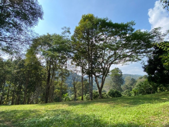 Large plot of land for sale in Mae Tang