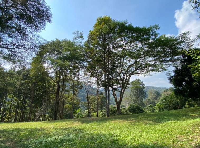 Large plot of land for sale in Mae Tang