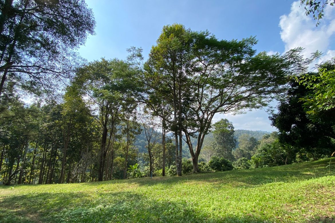 Large plot of land for sale in Mae Tang