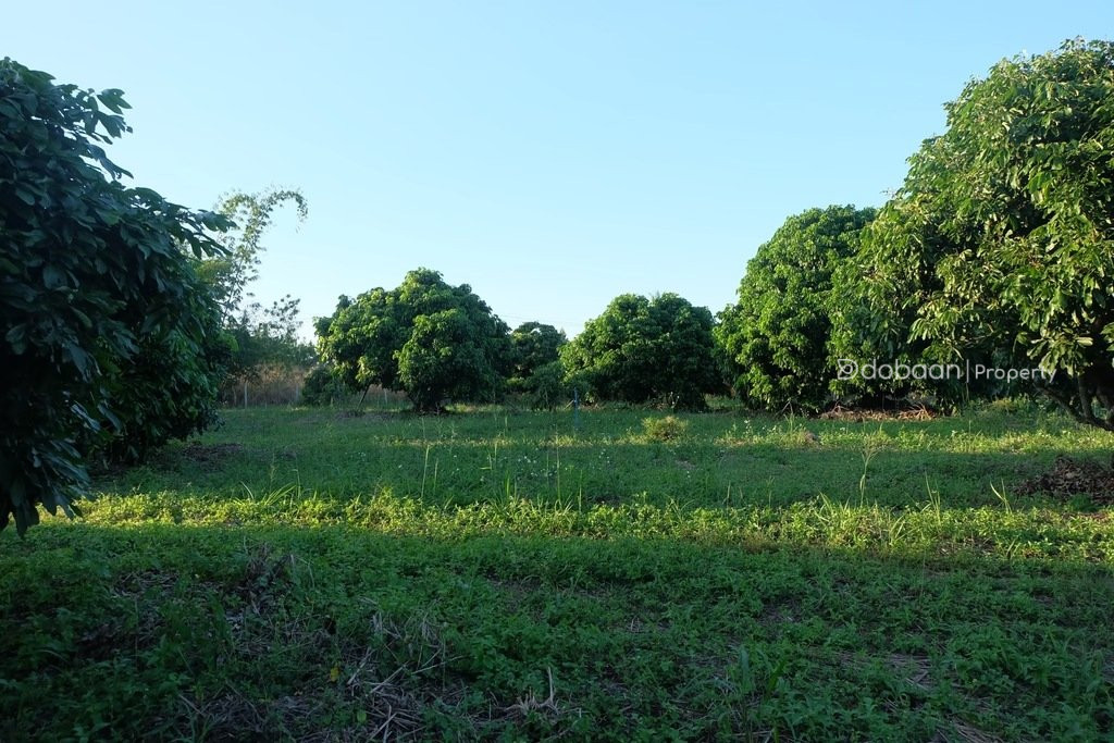 Beautiful 8-acre land plot with a lychee orchard