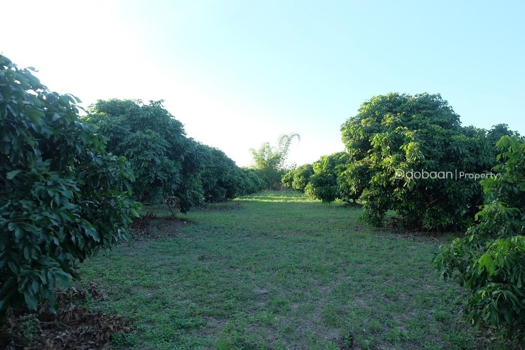 Beautiful 8-acre land plot with a lychee orchard