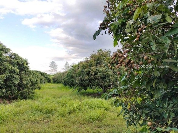 Beautiful 8-acre land plot with a lychee orchard