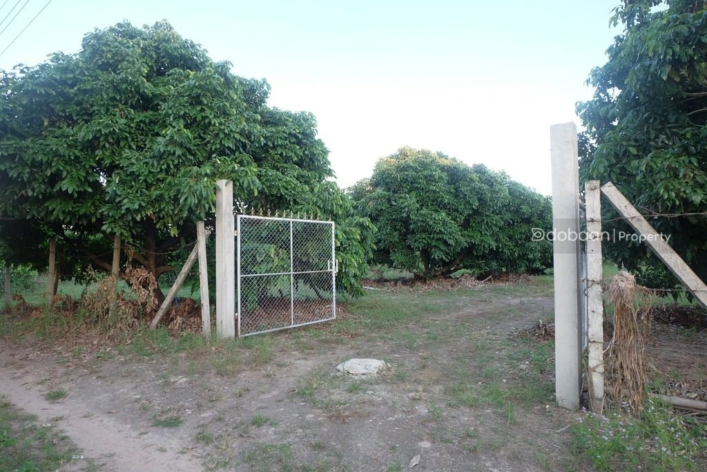 Beautiful 8-acre land plot with a lychee orchard