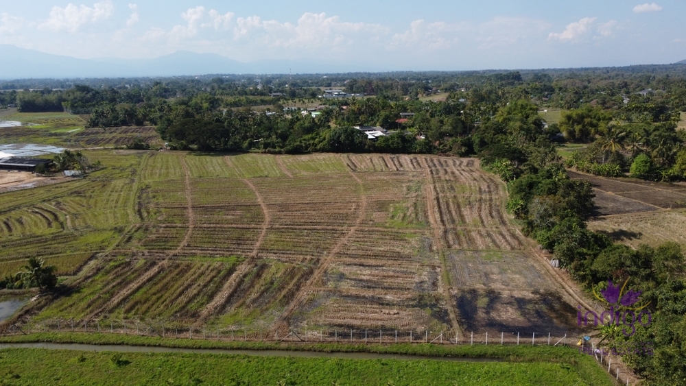 Land for sale 12 Rai 88 Sqw Paphai Sansai Chiangmai-I-3624