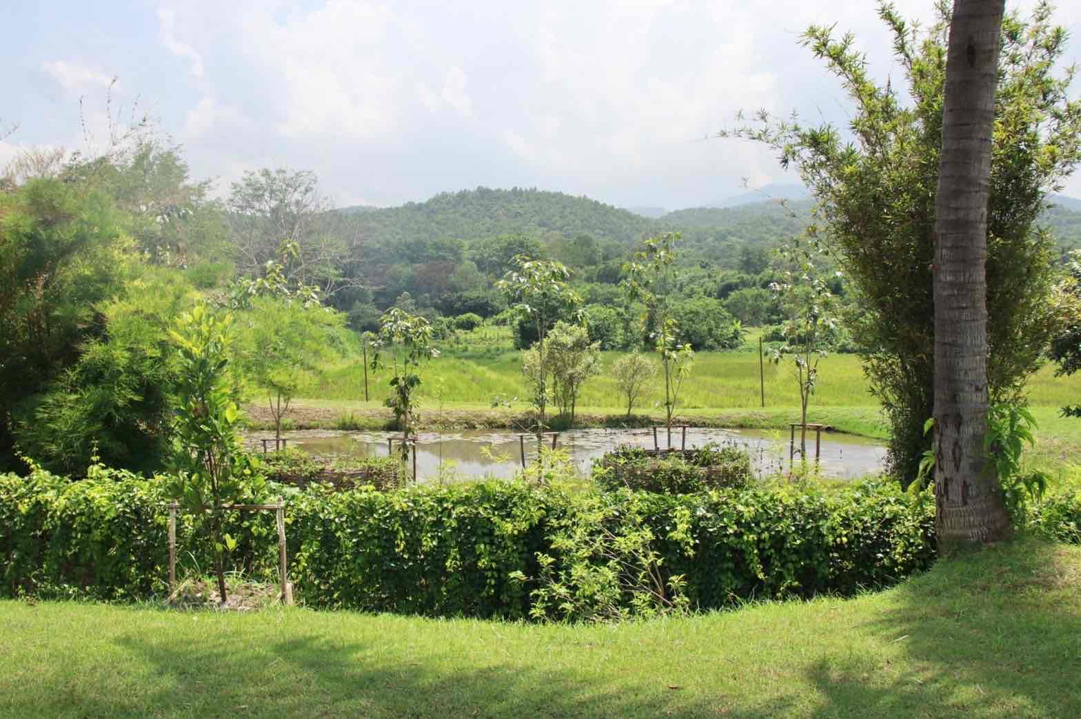 Chiang Mai-KMP-013577