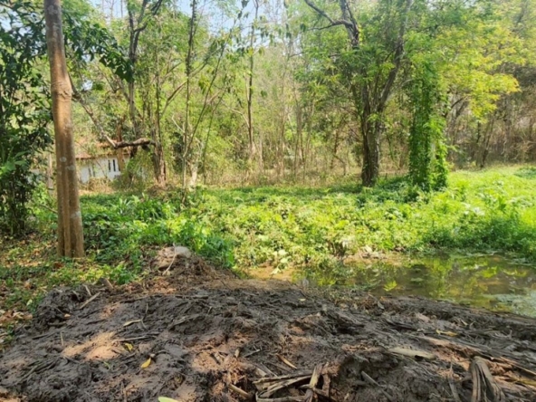 Chiang Mai-P-PLS1105