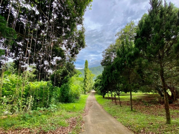 Large plot of land for sale in Mae Tang
