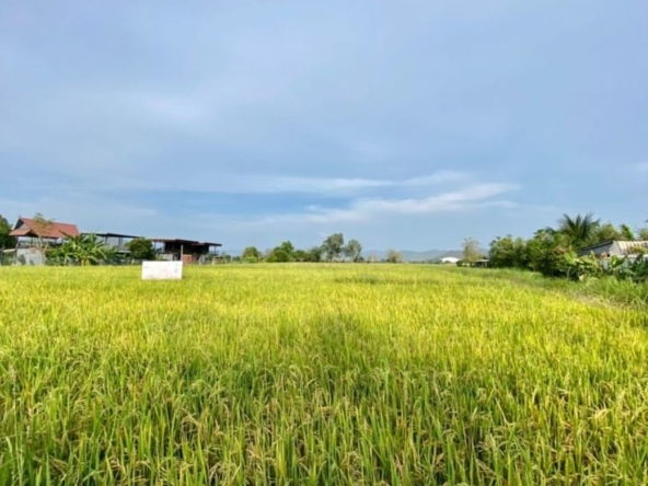 A nice plot of land for sell in Sankhampeang-P-PLS132