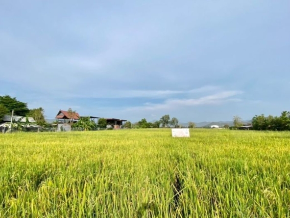 A nice plot of land for sell in Sankhampeang-P-PLS132
