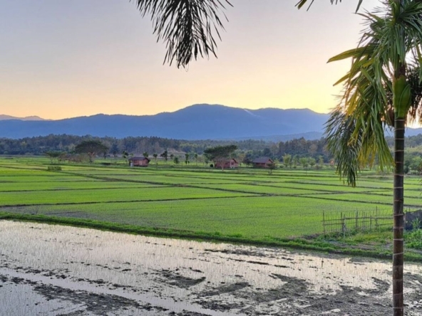 Chiang Mai-P-PHS1128