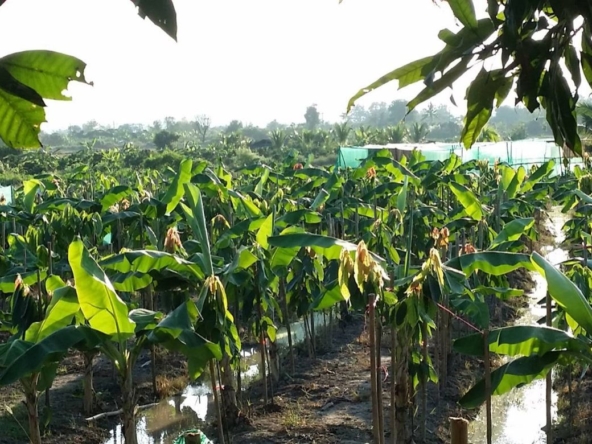 Chiang Mai-P-PHS1044