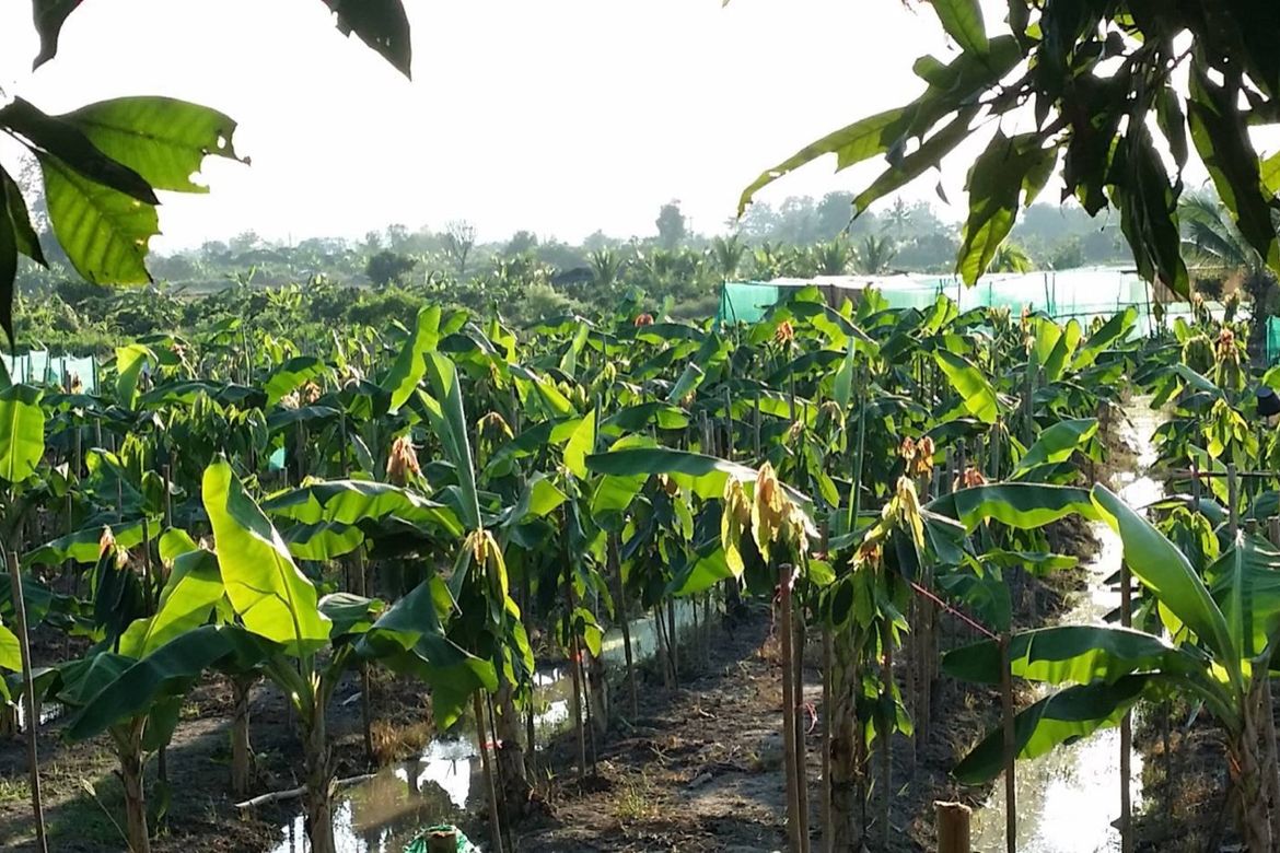 Chiang Mai-P-PHS1044