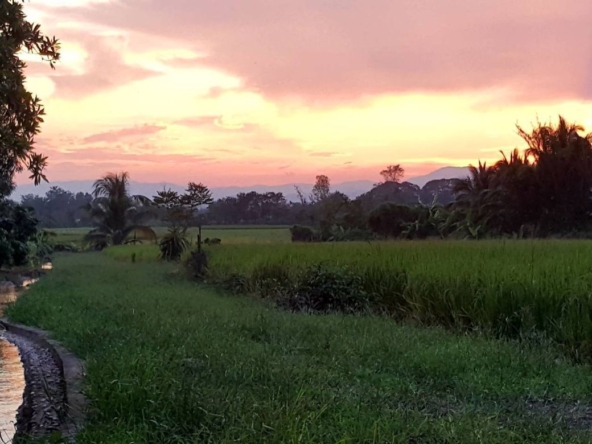 Chiang Mai-P-PHS1044