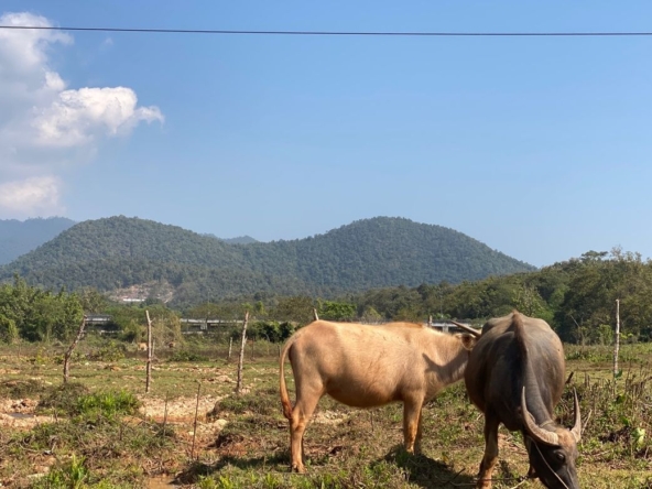 A beautiful teak wooden house for sale in Mae Taeng