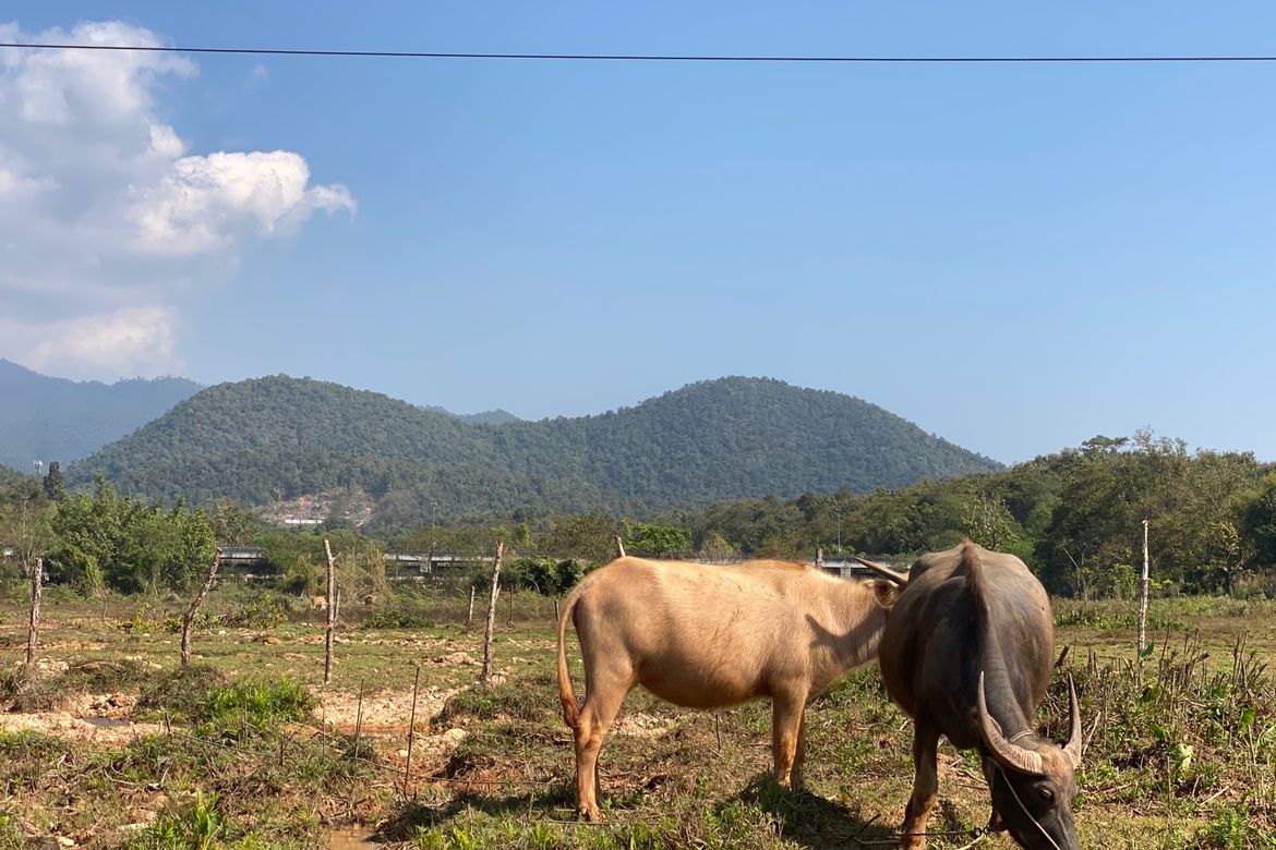 A beautiful teak wooden house for sale in Mae Taeng