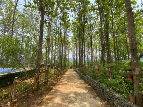 A 12 rai teakwood estate with luxury residence is for sale in Phrao area of Chiang Mai-P-PHS1127