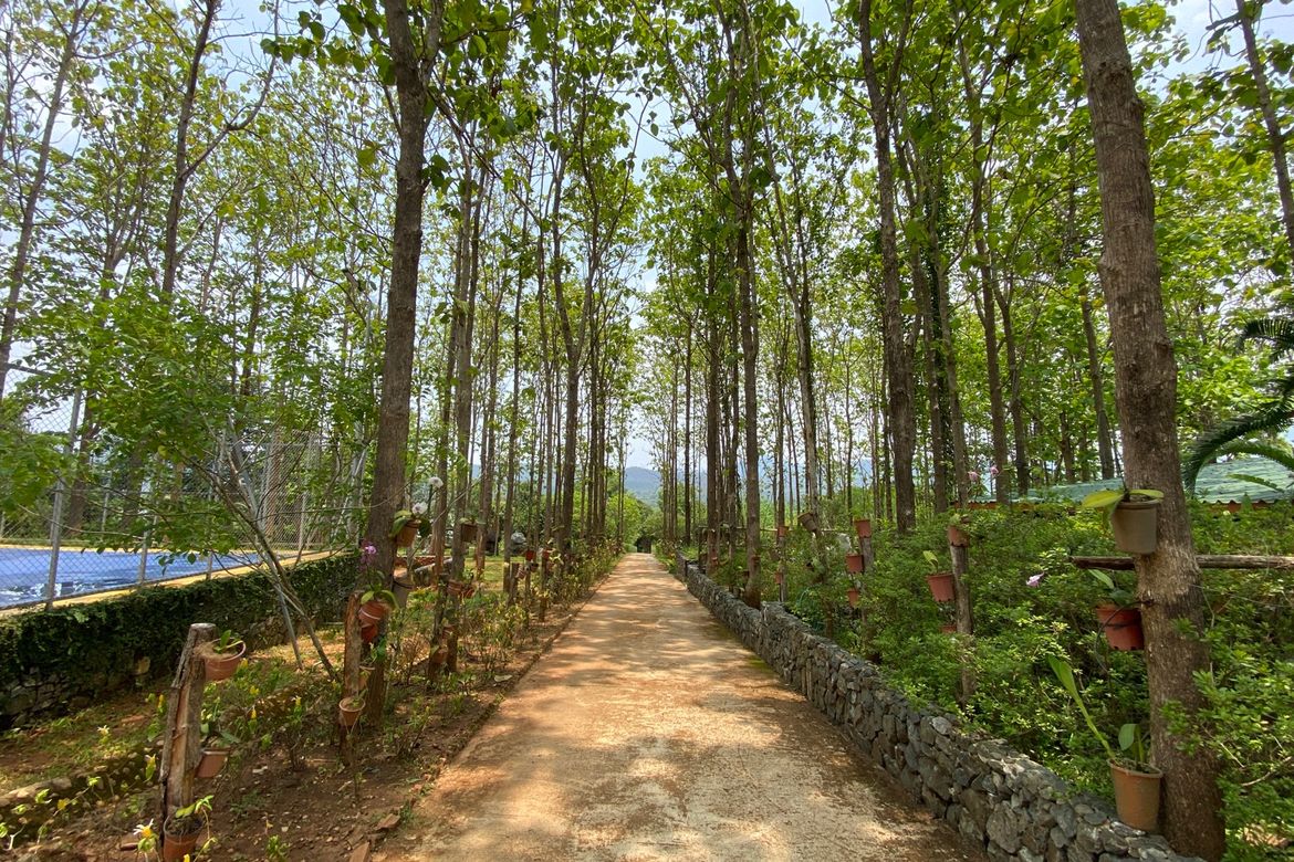 A 12 rai teakwood estate with luxury residence is for sale in Phrao area of Chiang Mai-P-PHS1127