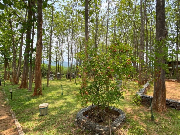 A 12 rai teakwood estate with luxury residence is for sale in Phrao area of Chiang Mai-P-PHS1127