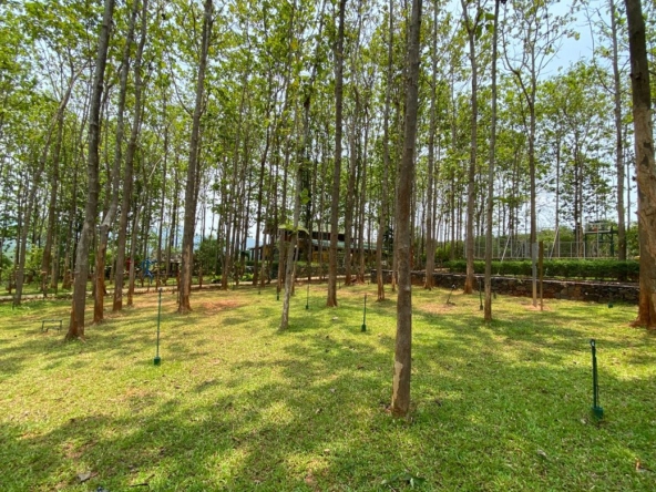 A 12 rai teakwood estate with luxury residence is for sale in Phrao area of Chiang Mai-P-PHS1127