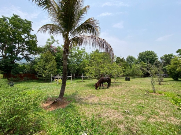 A 12 rai teakwood estate with luxury residence is for sale in Phrao area of Chiang Mai-P-PHS1127