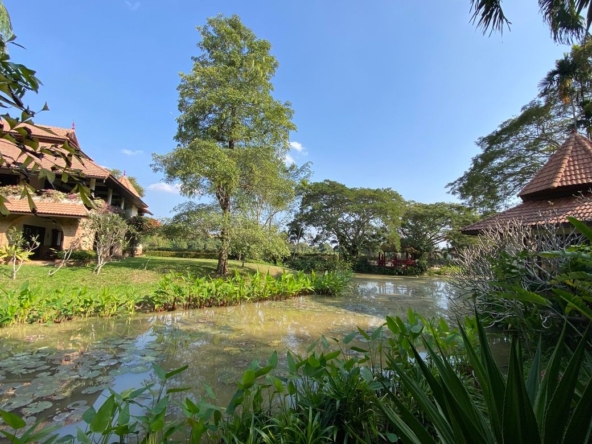 Chiang Mai-P-PHS268