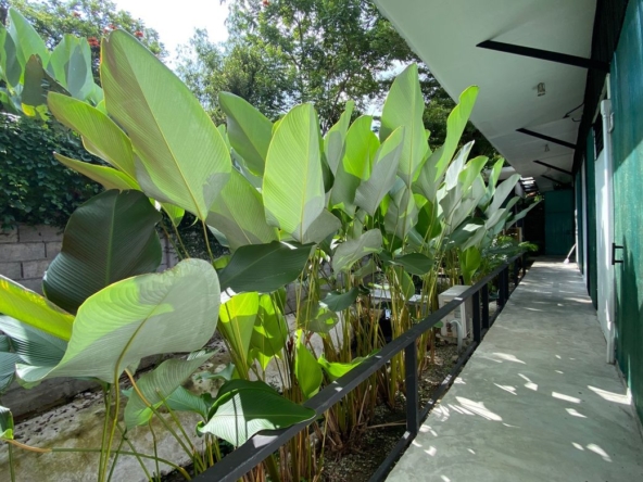 A pool villa 3 bed for rent or sale in Hang Dong-P-PHR851