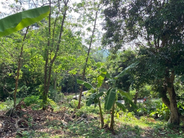 Chiang Mai-P-PHS1118